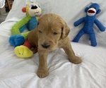 Small Photo #4 Goldendoodle Puppy For Sale in TARPON SPRINGS, FL, USA