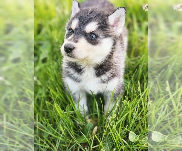 Medium Photo #2 Siberian Husky Puppy For Sale in KANSAS CITY, MO, USA