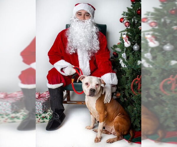 Medium Photo #1 American Pit Bull Terrier-Unknown Mix Puppy For Sale in Louisville, KY, USA