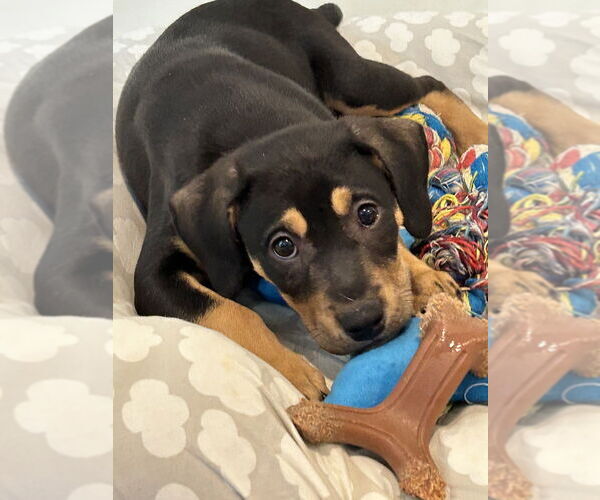 Medium Photo #6 Mutt Puppy For Sale in Mooresville, NC, USA