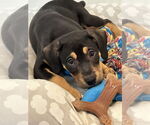 Small #5 Mutt