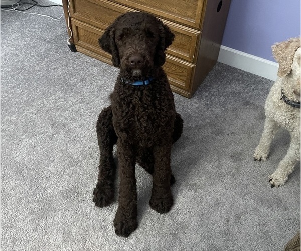 Medium Photo #1 Poodle (Standard) Puppy For Sale in GOLDENDALE, WA, USA