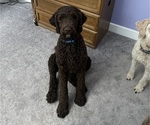 Small Photo #1 Poodle (Standard) Puppy For Sale in GOLDENDALE, WA, USA