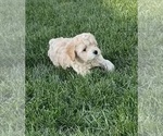 Small Photo #14 Cockapoo (Miniature) Puppy For Sale in GREENTOWN, IN, USA