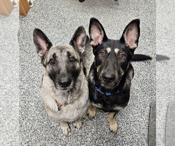 Medium Photo #12 German Shepherd Dog-Unknown Mix Puppy For Sale in Bemidji, MN, USA