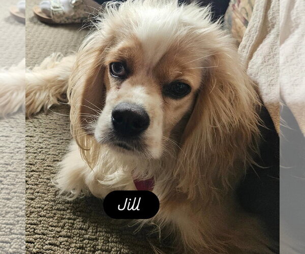 Medium Photo #2 Colonial Cocker Spaniel-Unknown Mix Puppy For Sale in Cliffwood, NJ, USA