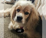 Small #1 Colonial Cocker Spaniel Mix