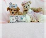 Small #10 Poodle (Toy)