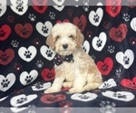 Image preview for Ad Listing. Nickname: Rowdy