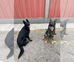 Small #8 German Shepherd Dog