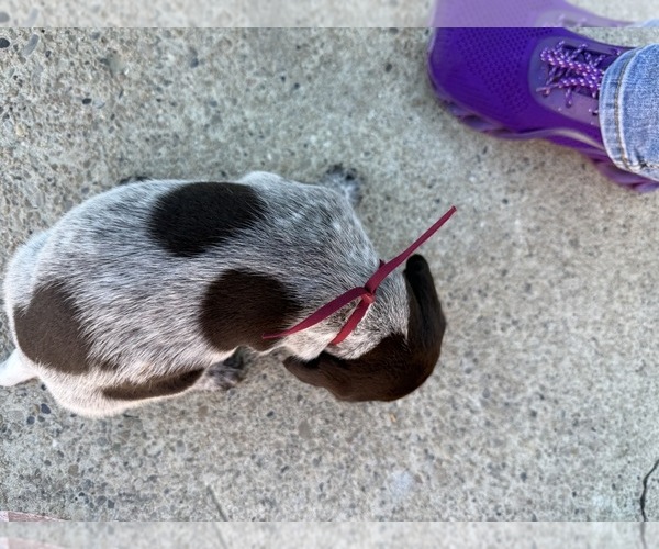 Medium Photo #2 German Wirehaired Pointer Puppy For Sale in TOOELE, UT, USA