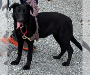 German Shepherd Dog-Unknown Mix Dogs for adoption in Rustburg, VA, USA