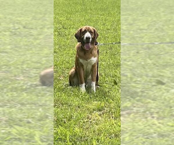 Medium Photo #4 Saint Bernard-Unknown Mix Puppy For Sale in Hinton, WV, USA