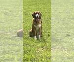 Small #3 Saint Bernard Mix
