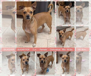 Chihuahua-Unknown Mix Dogs for adoption in Mesa, AZ, USA