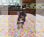 Puppy Orange Girl French Bulldog