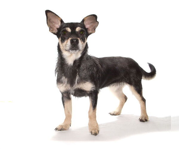 Medium Photo #3 Chihuahua Puppy For Sale in Oakland Park, FL, USA