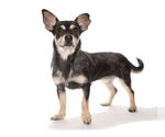 Small #2 Chihuahua