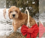Small Photo #2 Cavapoo (Miniature) Puppy For Sale in MIDDLEBURY, IN, USA