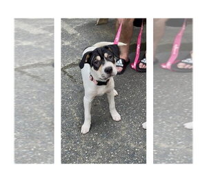 Jolene - Female Labrador Retriever-Unknown Mix Dog for Adoption - Photo #4