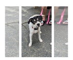 Small Photo #4 Labrador Retriever-Unknown Mix Puppy For Sale in Mooresville, NC, USA
