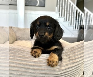 Dachshund Puppy for sale in FRANKLIN, IN, USA