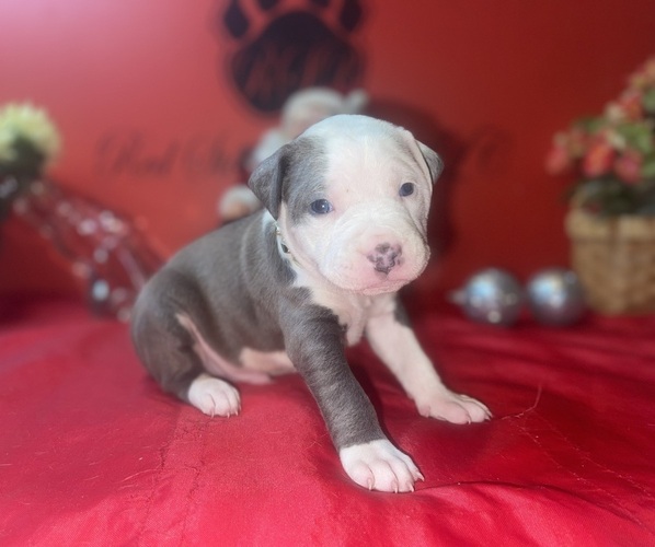 Medium Photo #5 American Pit Bull Terrier Puppy For Sale in TRENTON, NJ, USA