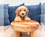 Small #2 Goldendoodle (Miniature)