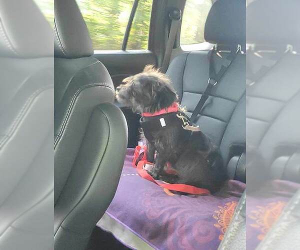 Medium Photo #9 Mutt Puppy For Sale in Kennesaw, GA, USA