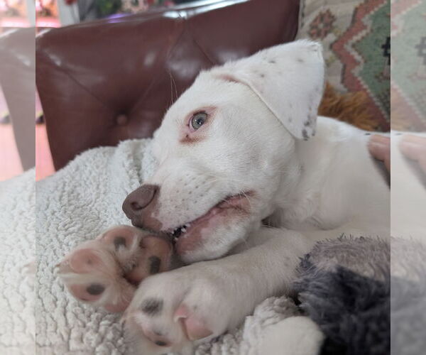 Medium Photo #3 Pointer-Unknown Mix Puppy For Sale in Fargo, ND, USA