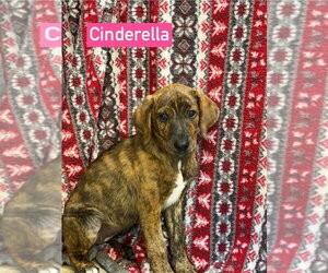 Cinderella - Female Plott Hound-Unknown Mix Dog for Adoption