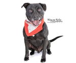 Small #3 American Pit Bull Terrier Mix