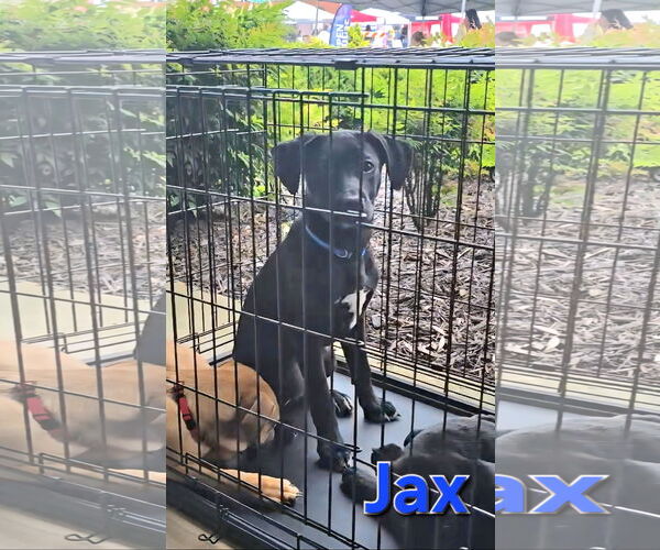Medium Photo #5 Huskies -Labrador Retriever Mix Puppy For Sale in McDonough, GA, USA
