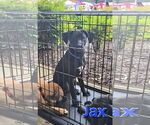 Small #4 Huskies -Labrador Retriever Mix