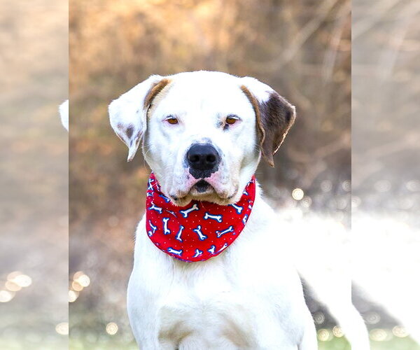 Medium Photo #10 Mutt Puppy For Sale in Unionville, PA, USA