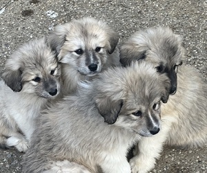 Great Pyrenees Puppy for sale in NEW HAVEN, KY, USA