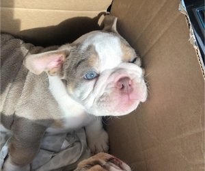 Bulldog Puppy for sale in MADERA, CA, USA