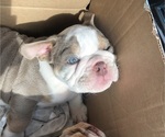 Small Photo #1 Bulldog Puppy For Sale in MADERA, CA, USA