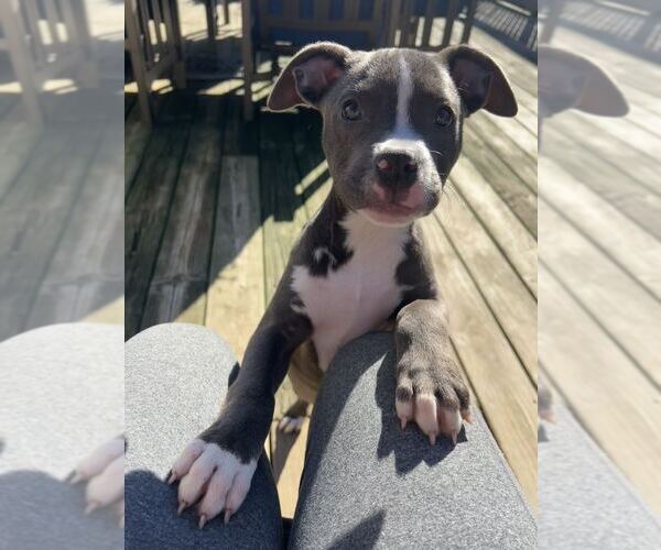 Medium Photo #2 American Pit Bull Terrier-Unknown Mix Puppy For Sale in Belleville, MI, USA