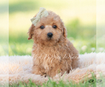 Small #4 Goldendoodle (Miniature)