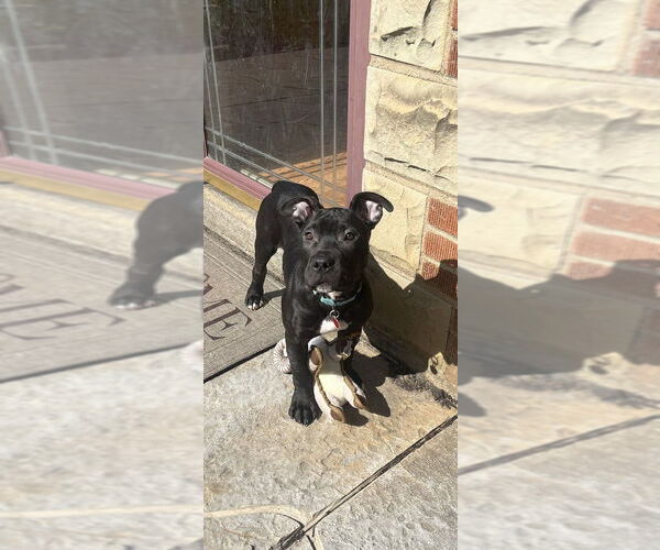 Medium Photo #11 Mutt Puppy For Sale in Springdale, PA, USA