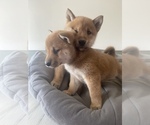 Small Photo #6 Shiba Inu Puppy For Sale in MONETT, MO, USA
