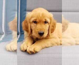 Golden Retriever Puppy for sale in CORVALLIS, OR, USA