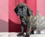 Small Photo #6 Cane Corso Puppy For Sale in COTTAGE GROVE, OR, USA