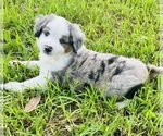 Puppy Puppy 4 Miniature Australian Shepherd