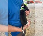 Small Photo #14 Beagle Puppy For Sale in LAKE VILLAGE, IN, USA