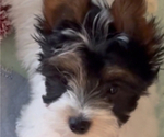 Small #5 Yorkshire Terrier