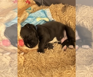 Medium Basset Hound-Great Dane Mix