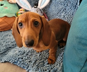 Dachshund Puppy for sale in WALLACE, CA, USA