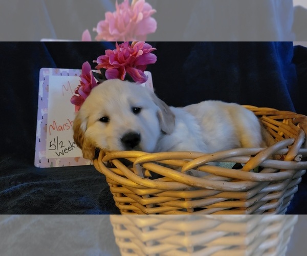 Medium Photo #5 Golden Retriever Puppy For Sale in VOORHEES, NJ, USA